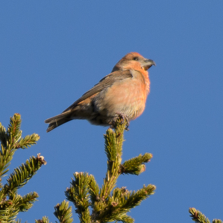Parrot crossbill - male